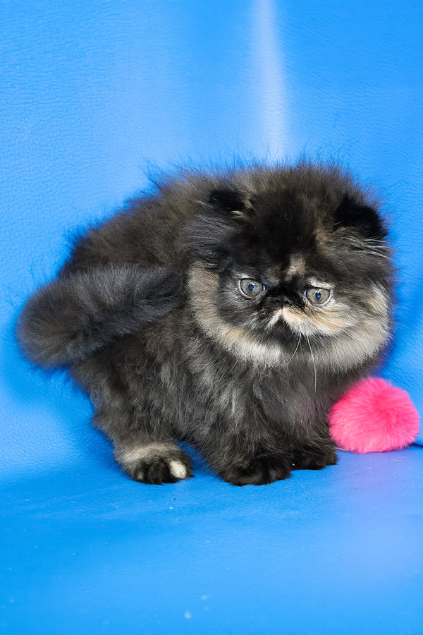 Rose Black | Persian Kitten