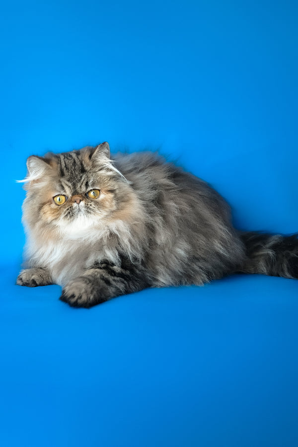 Naomi | Persian Kitten