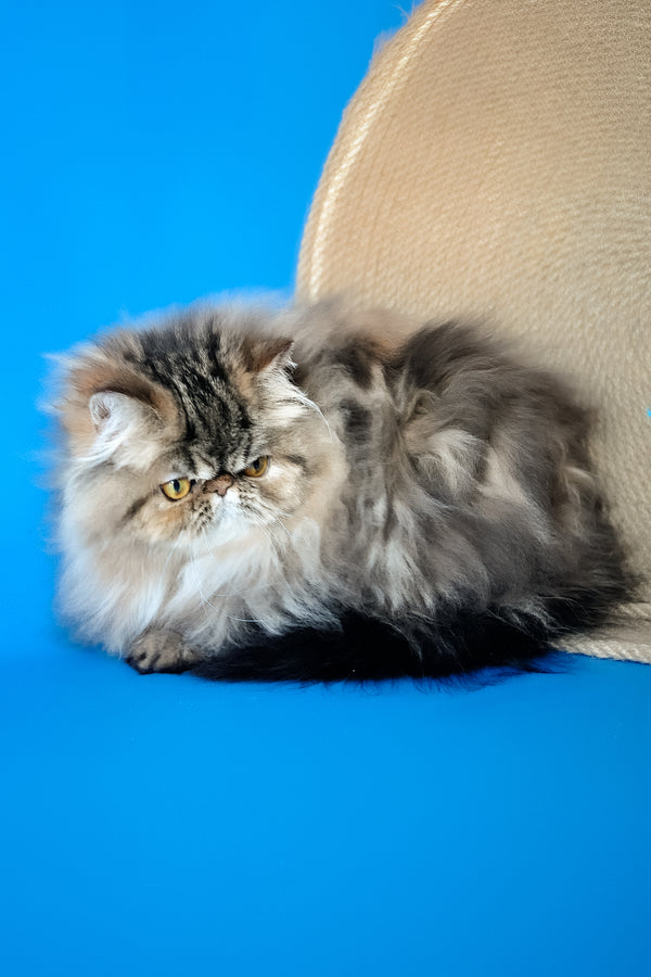 Naomi | Persian Kitten