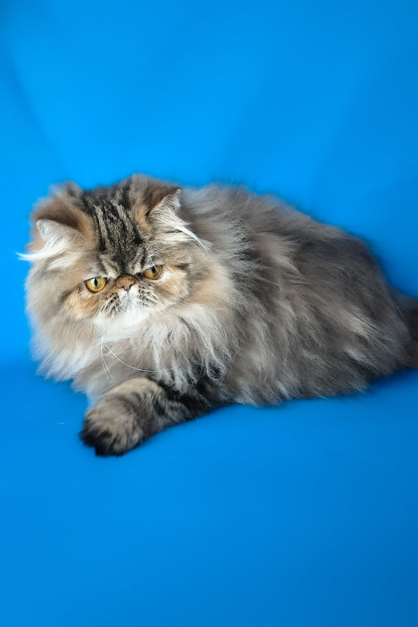 Naomi | Persian Kitten