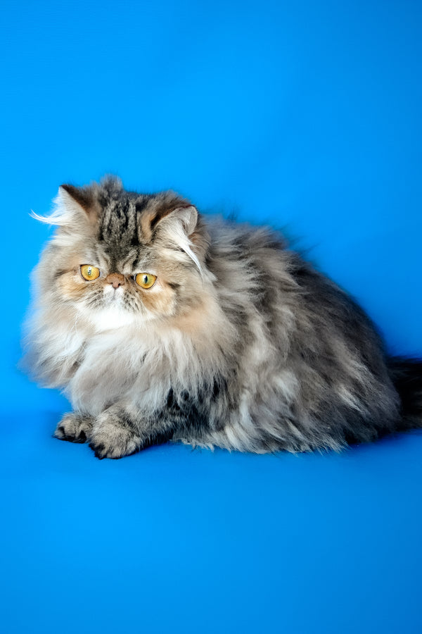 Naomi | Persian Kitten