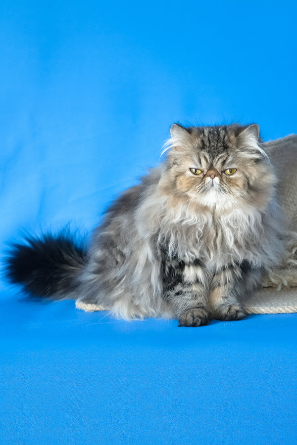 Naomi | Persian Kitten