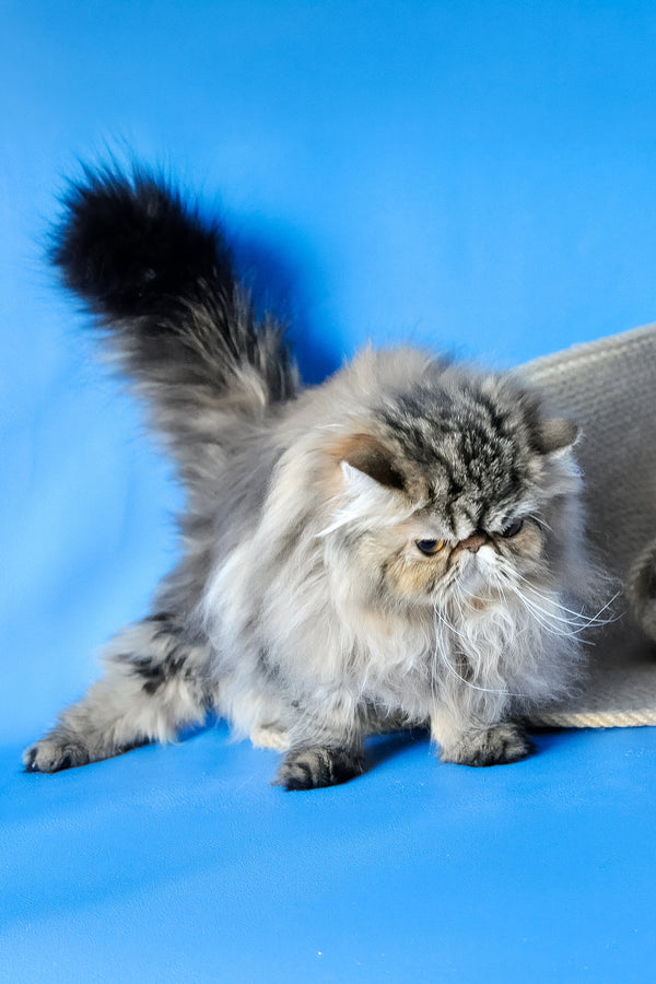 Naomi | Persian Kitten