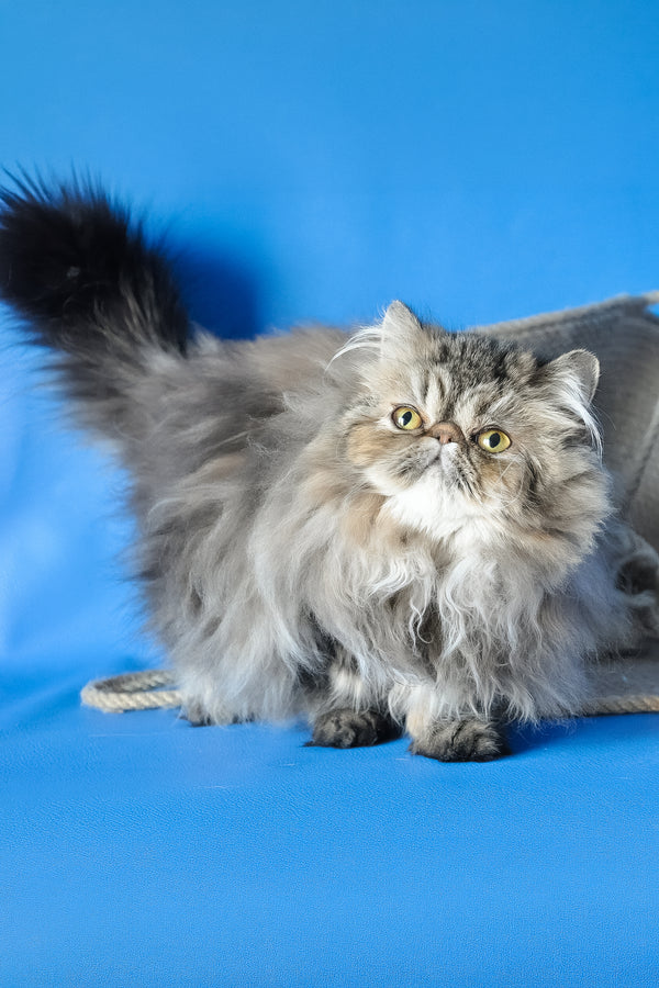 Naomi | Persian Kitten
