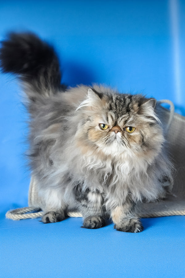 Naomi | Persian Kitten