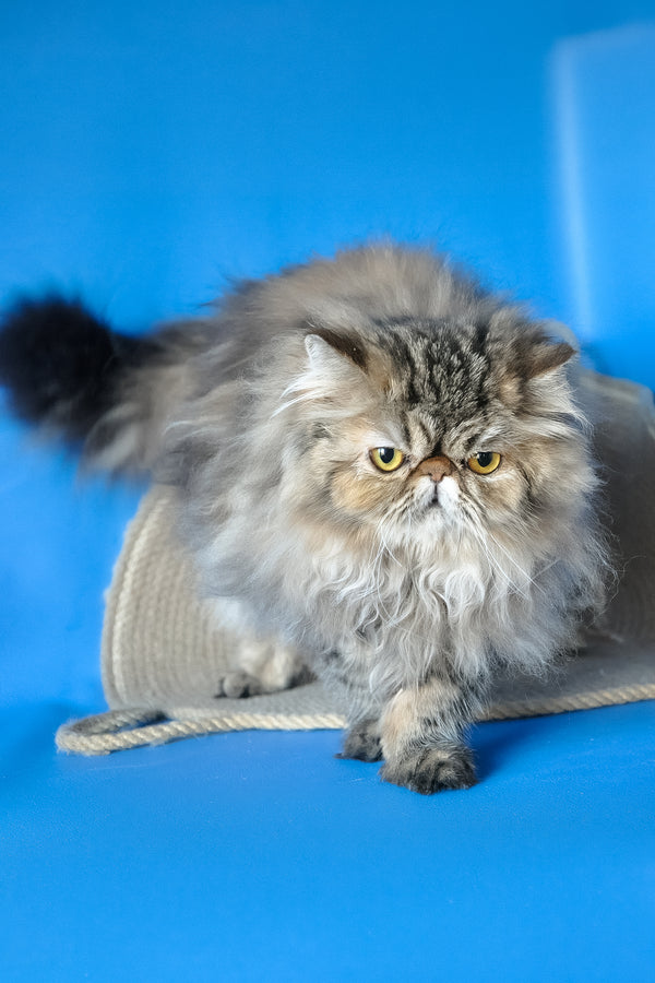 Naomi | Persian Kitten