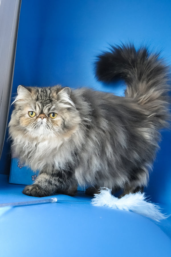 Naomi | Persian Kitten