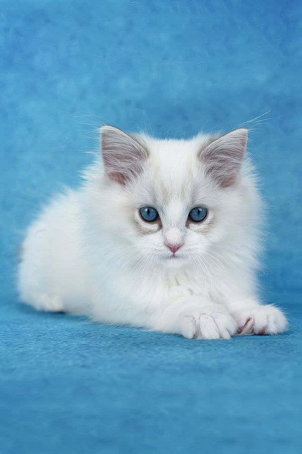 Shiva | Ragdoll Kitten