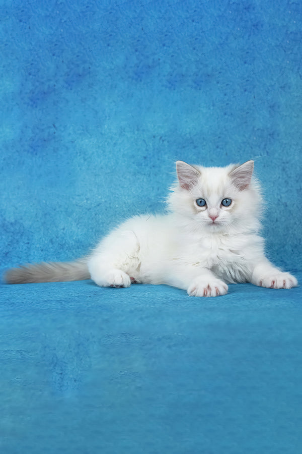 Shiva | Ragdoll Kitten