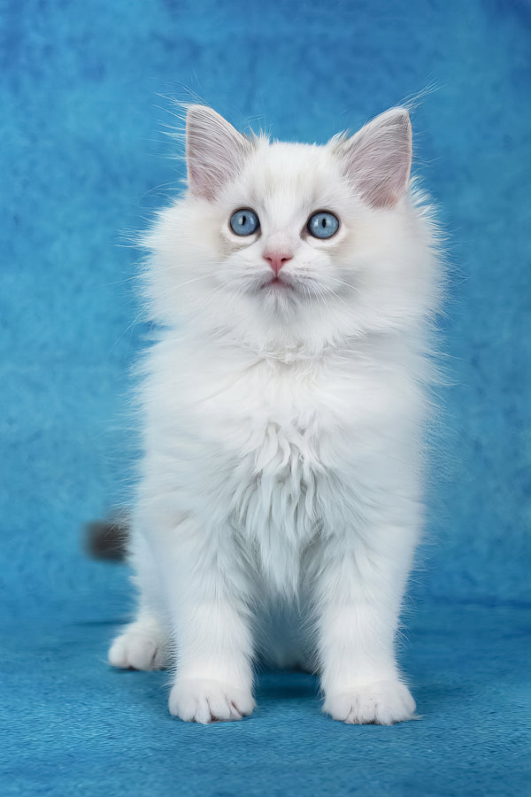 Shiva | Ragdoll Kitten