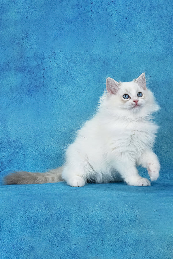Shiva | Ragdoll Kitten