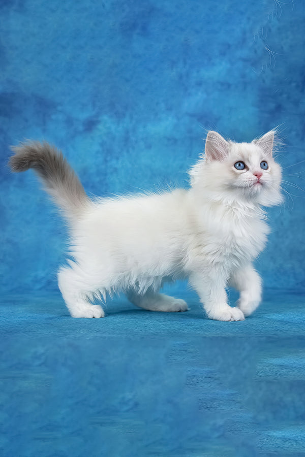 Shiva | Ragdoll Kitten