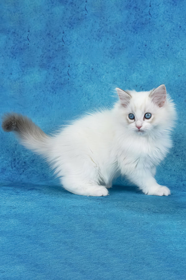 Shiva | Ragdoll Kitten