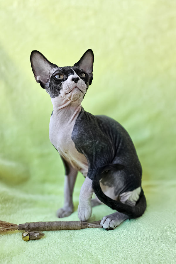 Xander | Devon Rex Kitten