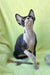 Xander | Devon Rex Kitten
