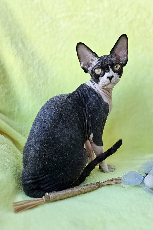 Xander | Devon Rex Kitten