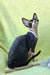 Xander | Devon Rex Kitten