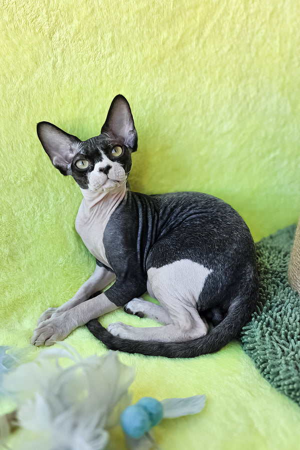 Xander | Devon Rex Kitten