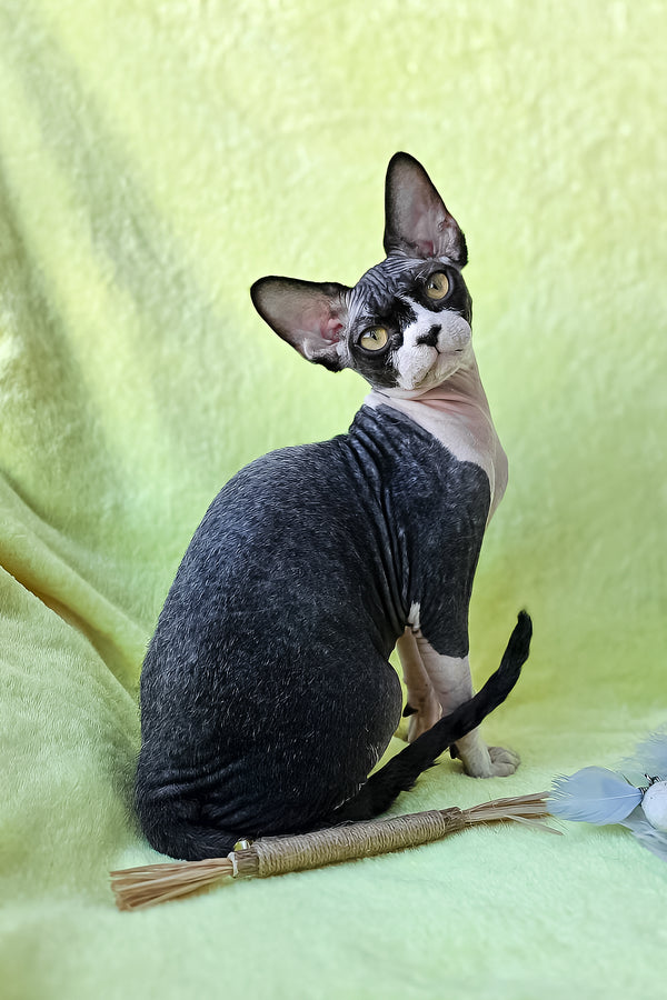 Xander | Devon Rex Kitten