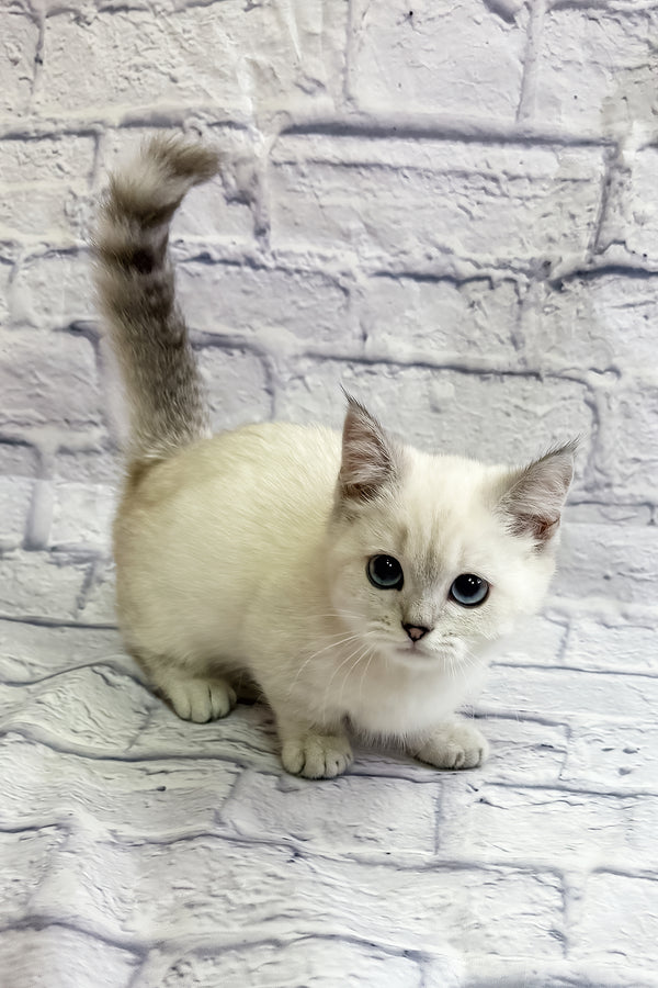 Rosa | Munchkin Kitten