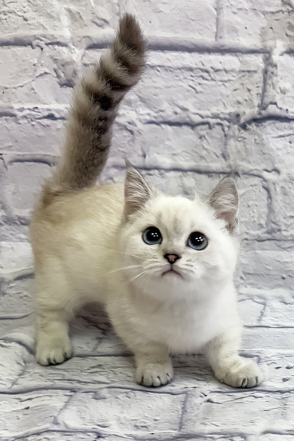 Rosa | Munchkin Kitten