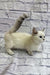 Rosa | Munchkin Kitten