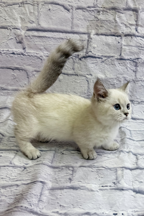 Rosa | Munchkin Kitten