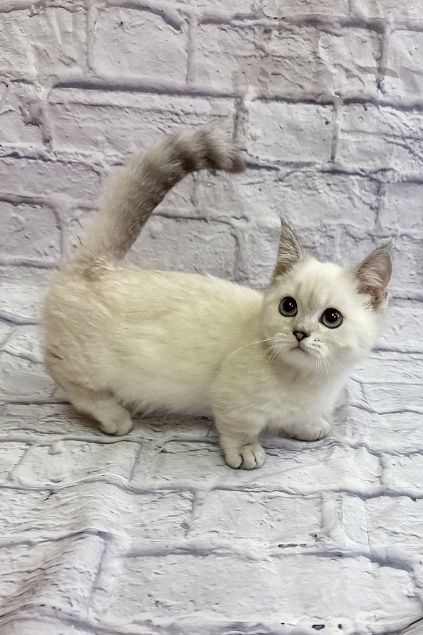 Rosa | Munchkin Kitten