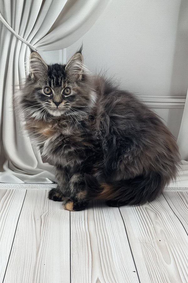 Naf-naf | Maine Coon Kitten
