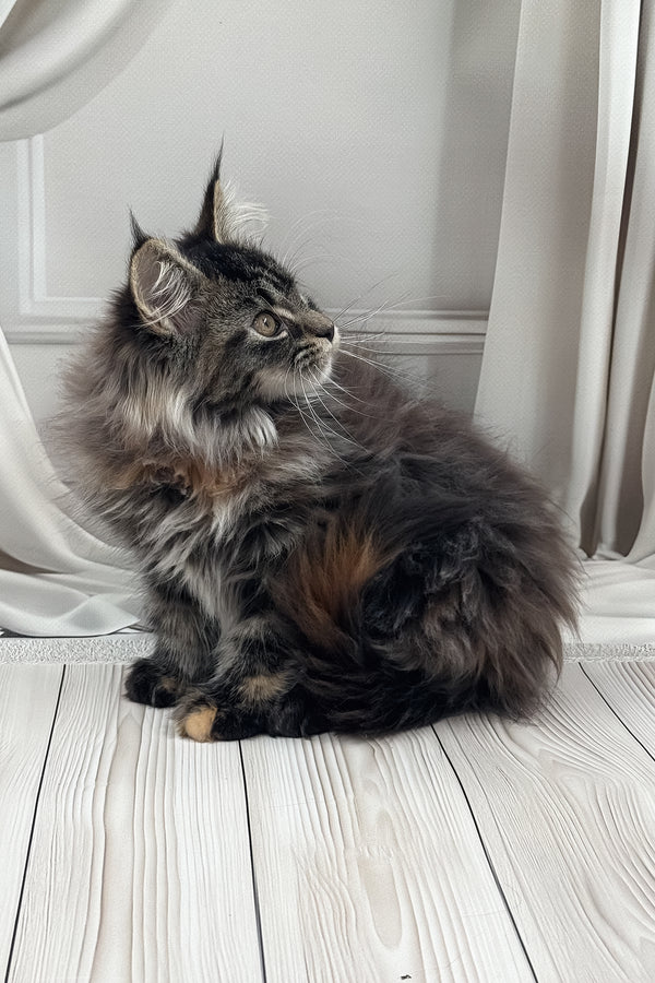 Naf-naf | Maine Coon Kitten
