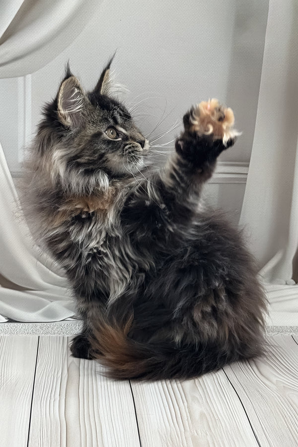 Naf-naf | Maine Coon Kitten