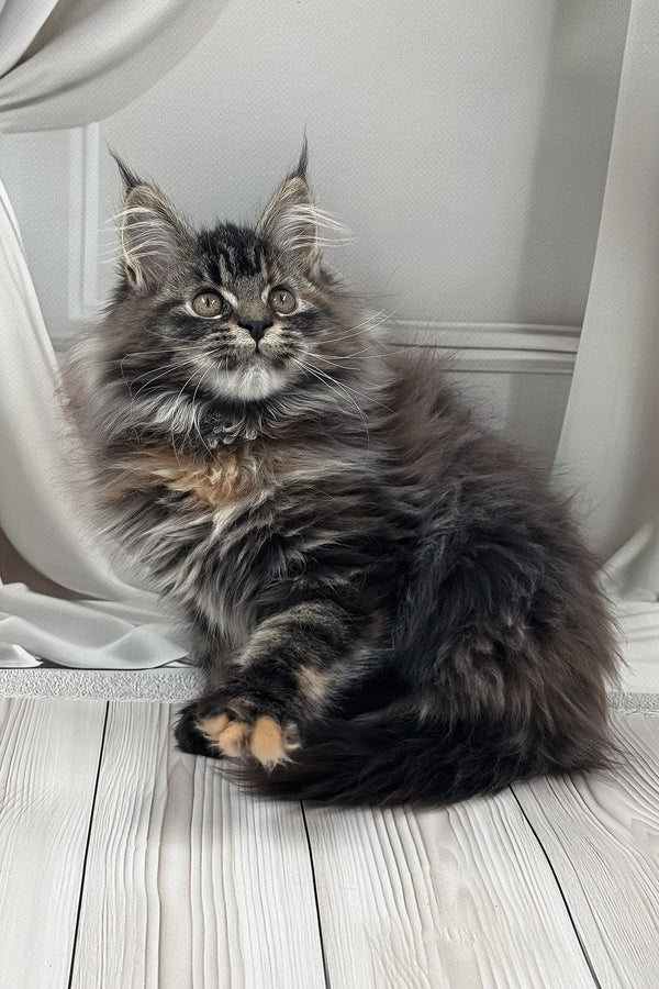 Naf-naf | Maine Coon Kitten