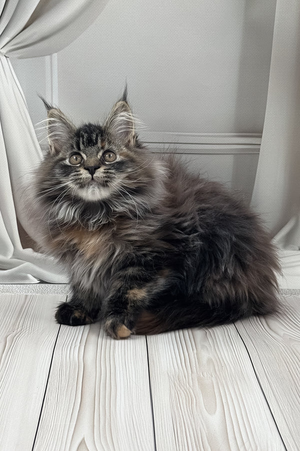 Naf-naf | Maine Coon Kitten