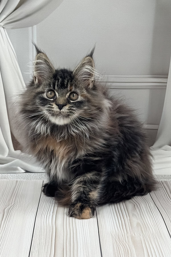 Naf-naf | Maine Coon Kitten