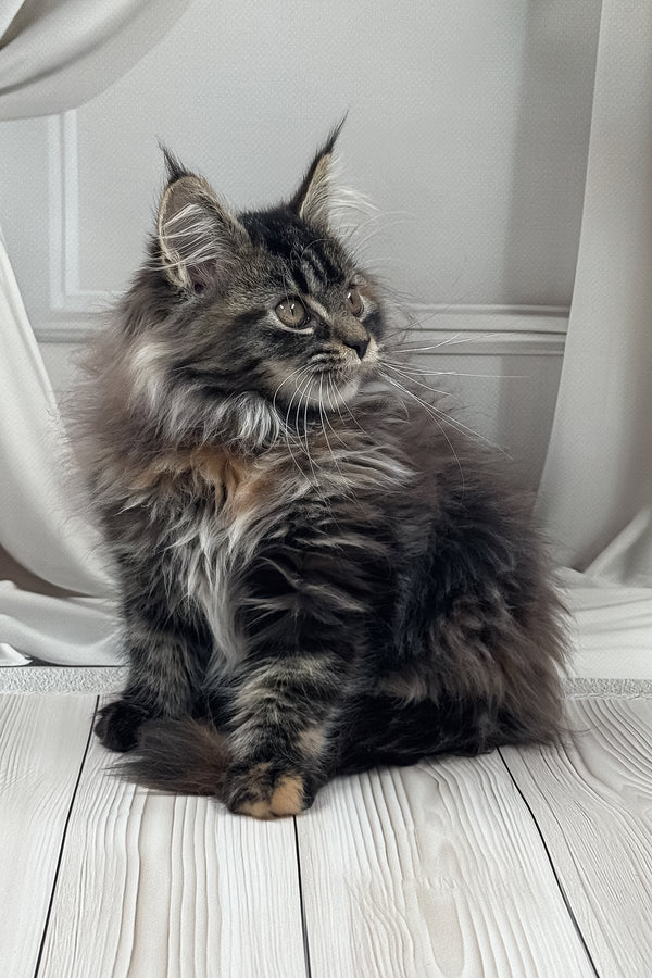 Naf-naf | Maine Coon Kitten