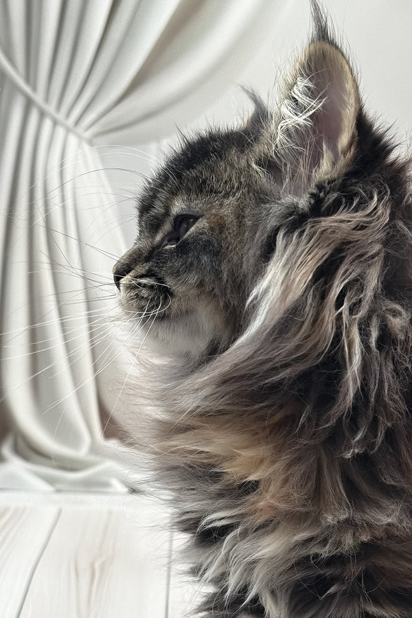 Naf-naf | Maine Coon Kitten