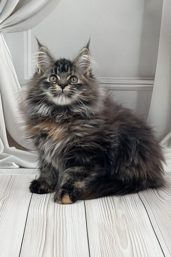 Naf-naf | Maine Coon Kitten