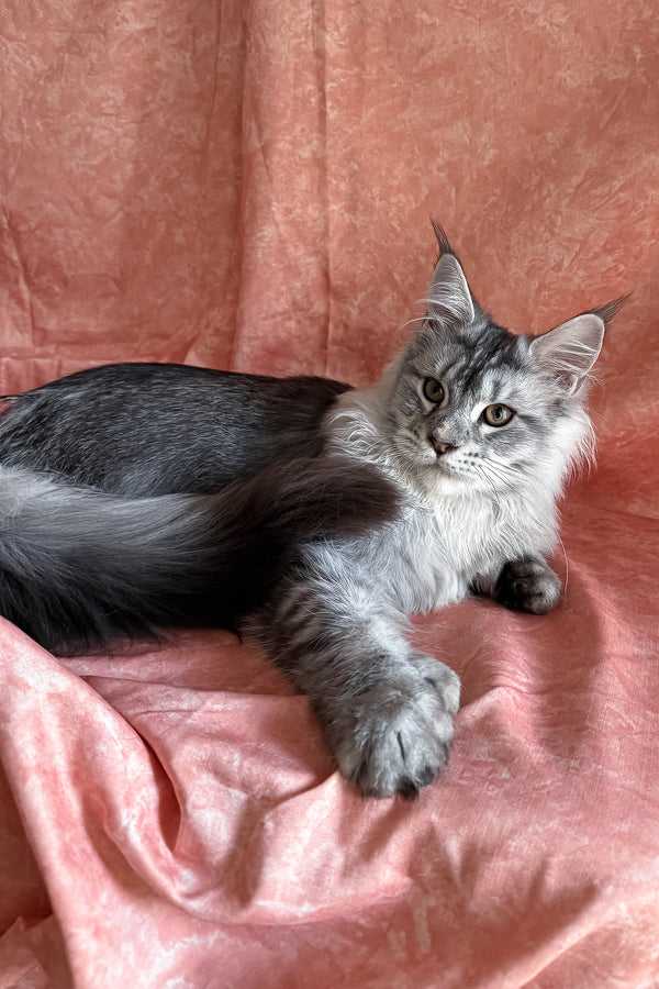 Nafaniel | Polydactyl Maine Coon Kitten
