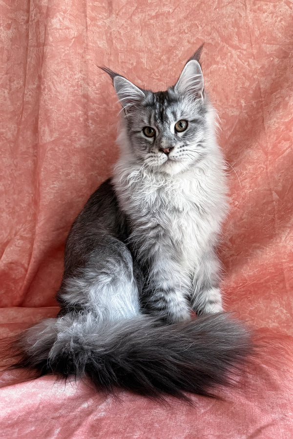Nafaniel | Polydactyl Maine Coon Kitten
