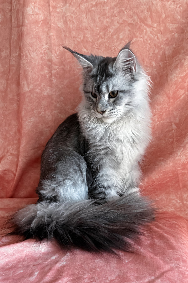 Nafaniel | Polydactyl Maine Coon Kitten