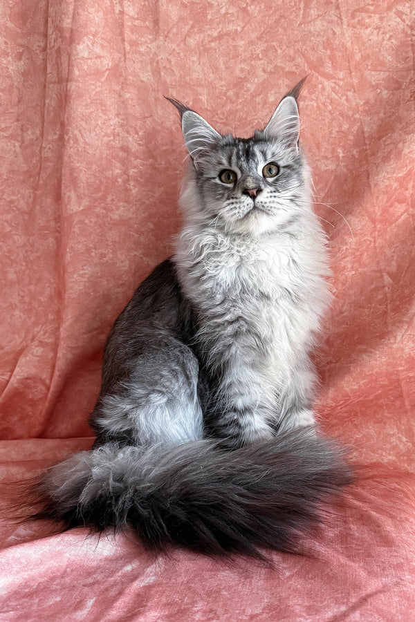 Nafaniel | Polydactyl Maine Coon Kitten