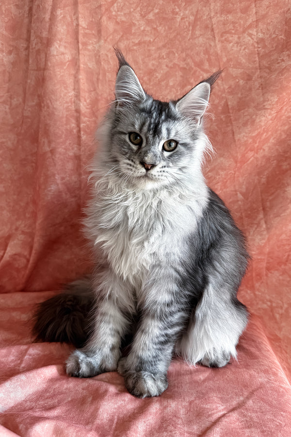 Nafaniel | Polydactyl Maine Coon Kitten