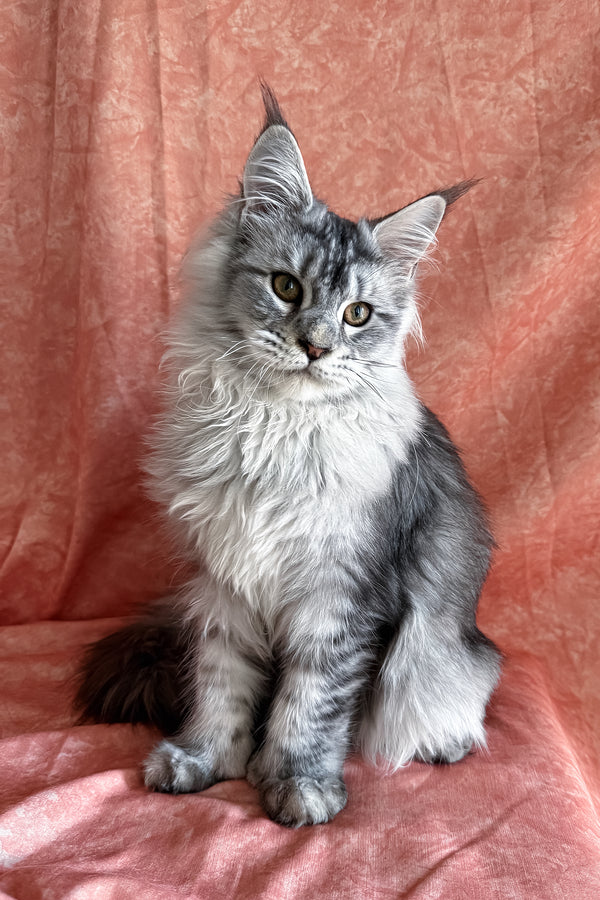 Nafaniel | Polydactyl Maine Coon Kitten