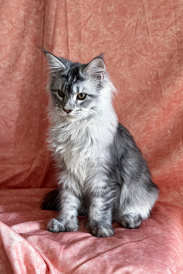 Nafaniel | Polydactyl Maine Coon Kitten