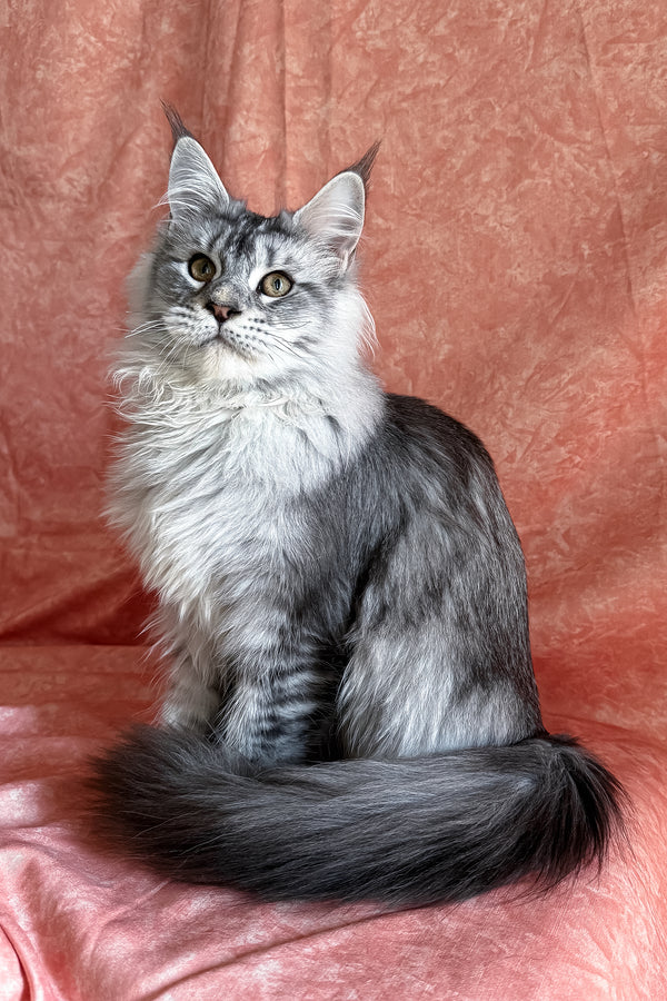 Nafaniel | Polydactyl Maine Coon Kitten