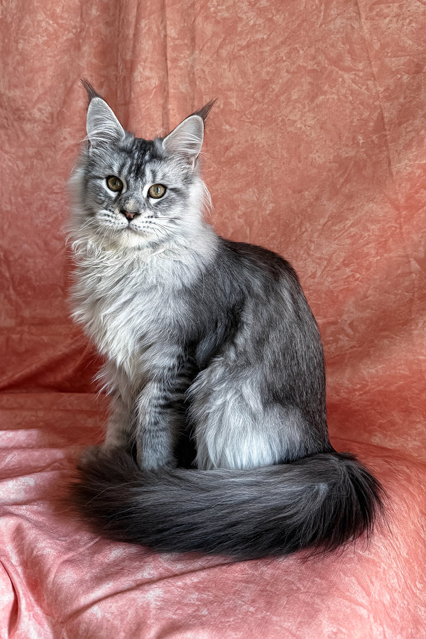 Nafaniel | Polydactyl Maine Coon Kitten