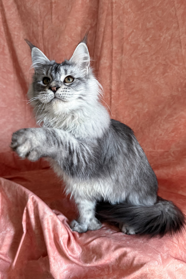 Nafaniel | Polydactyl Maine Coon Kitten