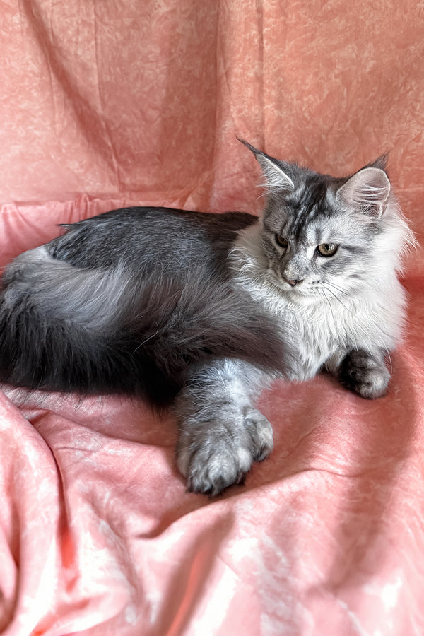 Nafaniel | Polydactyl Maine Coon Kitten