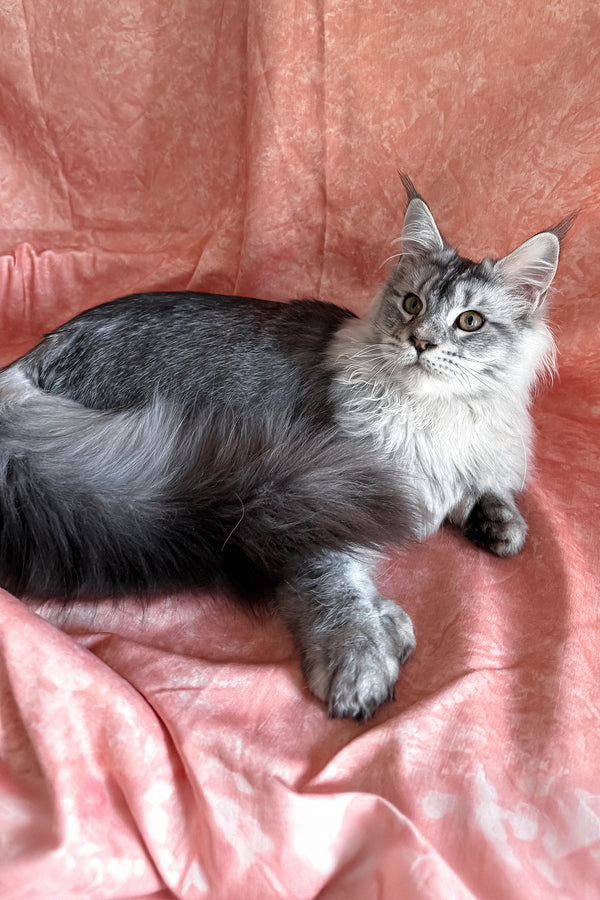 Nafaniel | Polydactyl Maine Coon Kitten