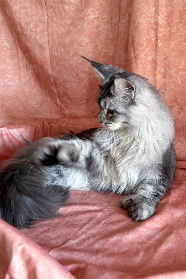 Nafaniel | Polydactyl Maine Coon Kitten